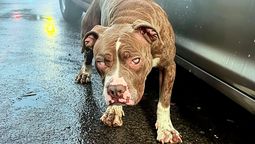 Otro ataque más. Una vez más un perro de la raza pitbull fue noticia al atacar a una cría de lobo marino. Otro ataque más. Una vez más un perro de la raza pitbull fue noticia al atacar a una cría de lobo marino.