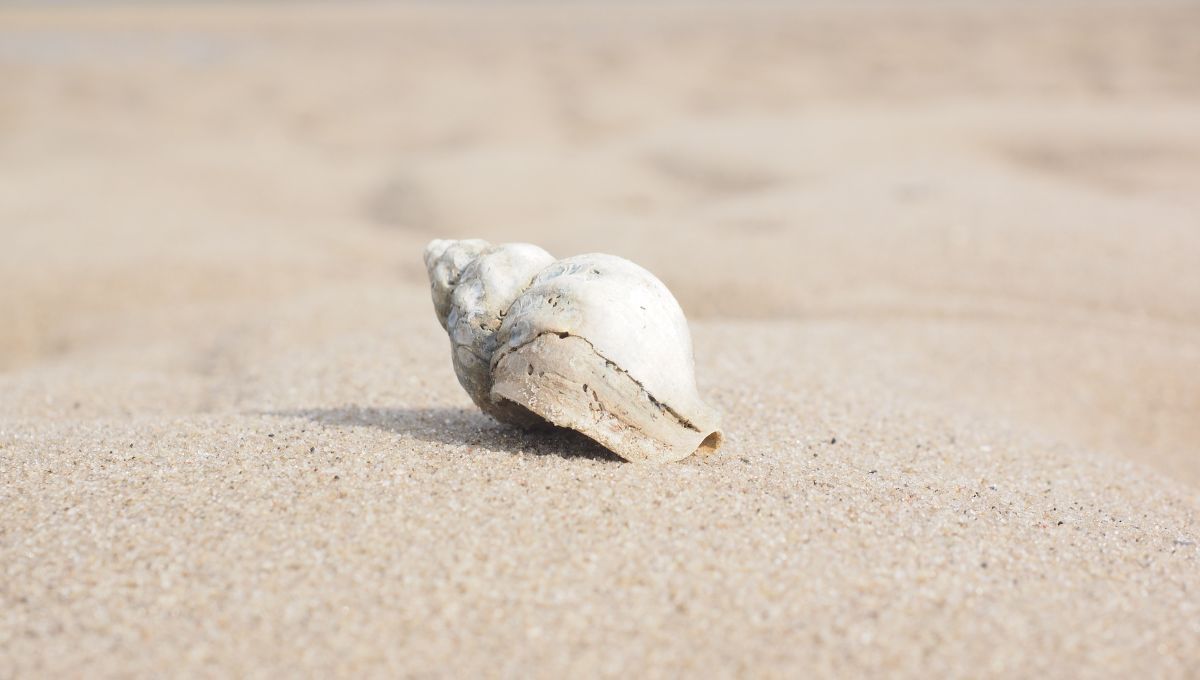 El caracol marino tiene diversos significados en el Feng Shui