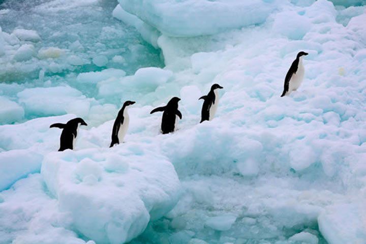 Descubren nuevos ecosistemas marinos en la Antártida