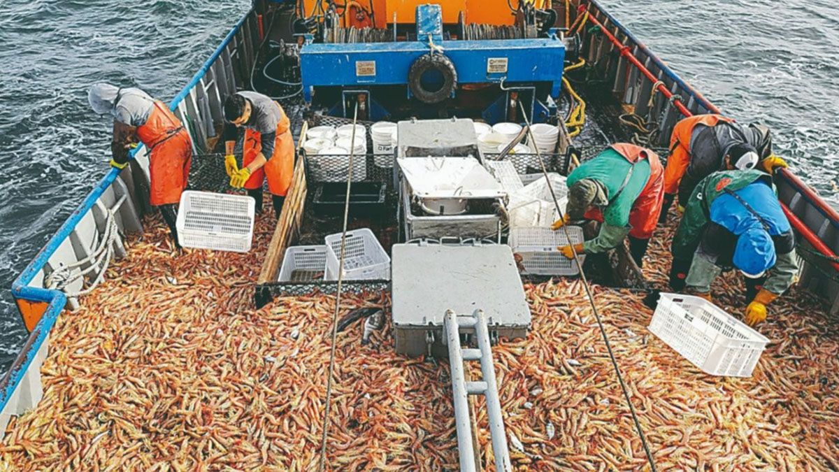 Qué pasa con la pesca de langostinos.