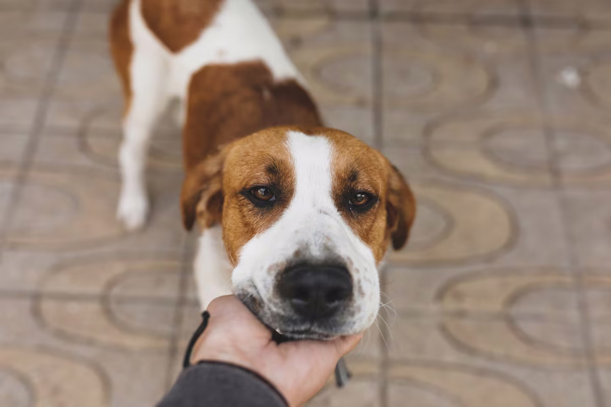 Si tu perro viejo mira fijamente, podría tener un problema neurológico, por lo que es importante identificar la causa de la mirada. Si tu perro viejo mira fijamente, podría tener un problema neurológico, por lo que es importante identificar la causa de la mirada. 