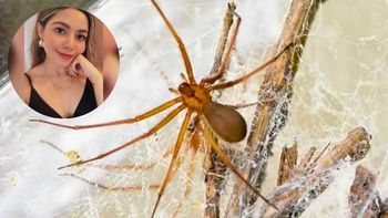Araña violinista: el trágico caso de la joven que no sobrevivió a una picadura Araña violinista: el trágico caso de la joven que no sobrevivió a una picadura