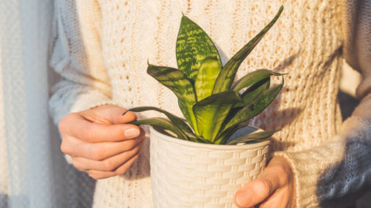 Descubre qué temperatura tolera la sansevieria.