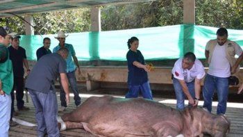 Esterilizan hipopótamos de Pablo Escobar