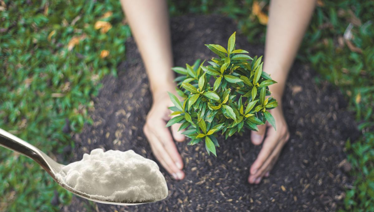 El truco con bicarbonato que usan los jardineros para que una planta crezca sana y fuerte