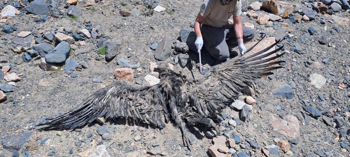 Así encontraron el cuerpo del cóndor andino en Potrerillos Así encontraron el cuerpo del cóndor andino en Potrerillos