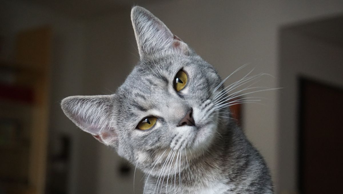 Gatos. Gatos. 