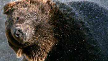 Catástrofe en un zoológico ruso: los animales se ahogaron en sus jaulas tras fuertes lluvias