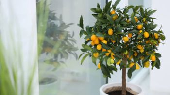 Cuáles son los mejores árboles frutales para tener en maceta en el balcón durante agosto