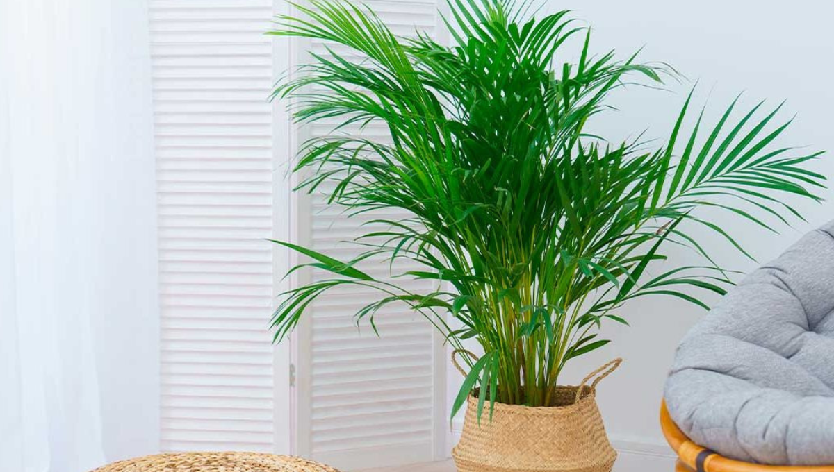 Por qué tener una palmera areca en casa según el Feng Shui