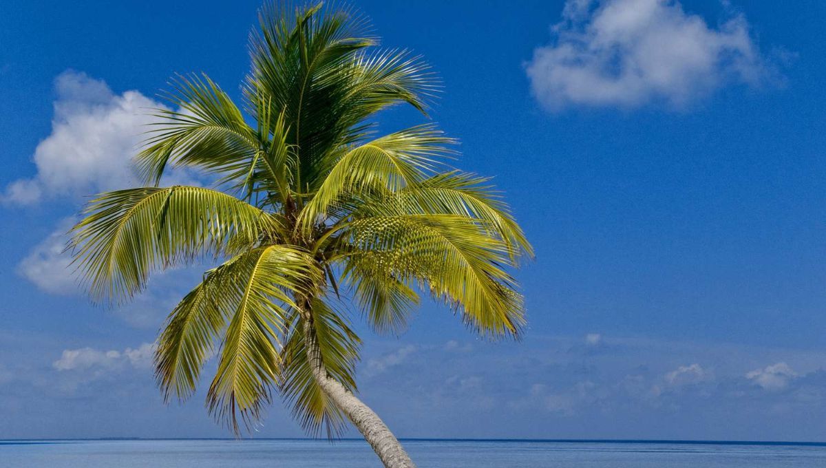 Del fruto al plato: el coco en la gastronomía y las bebidas Del fruto al plato: el coco en la gastronomía y las bebidas