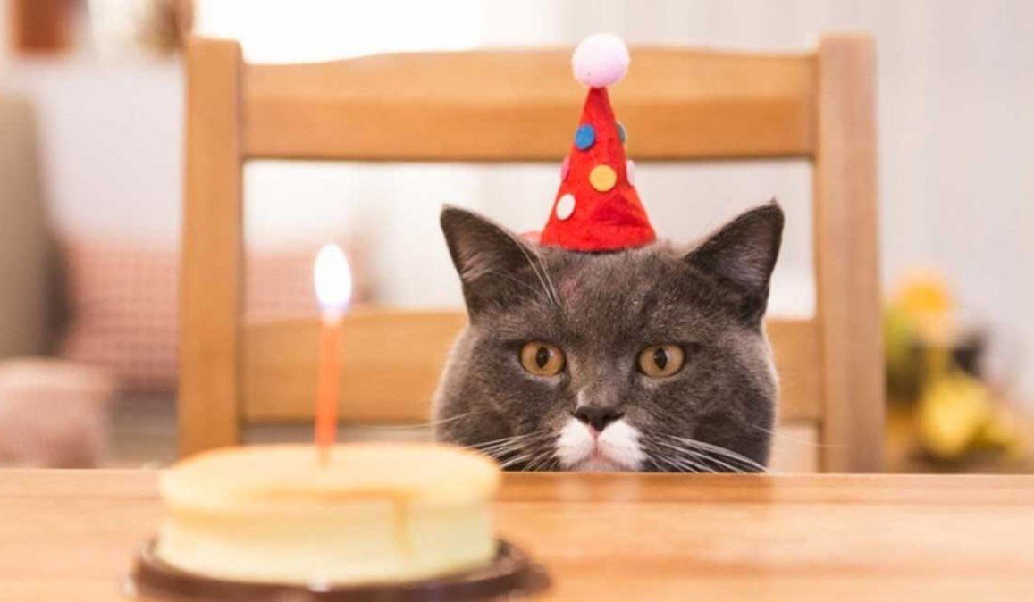 Por no respetar las medidas sanitarias recomendadas, 15 personas se contagiaron en Valparaíso durante el festejo de cumpleaños de un gato