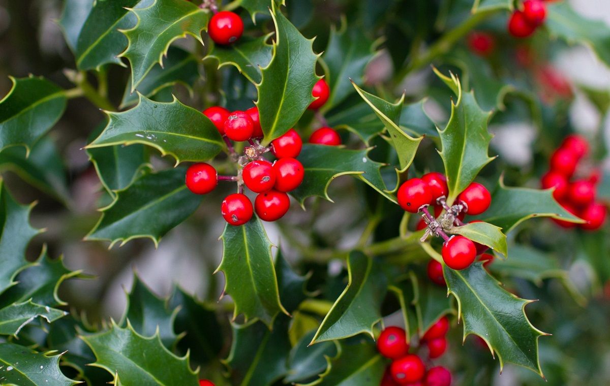 Descubre la historia detrás de la tradición del muérdago de Navidad.