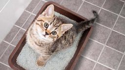 Gatos más sanos y felices&nbsp;