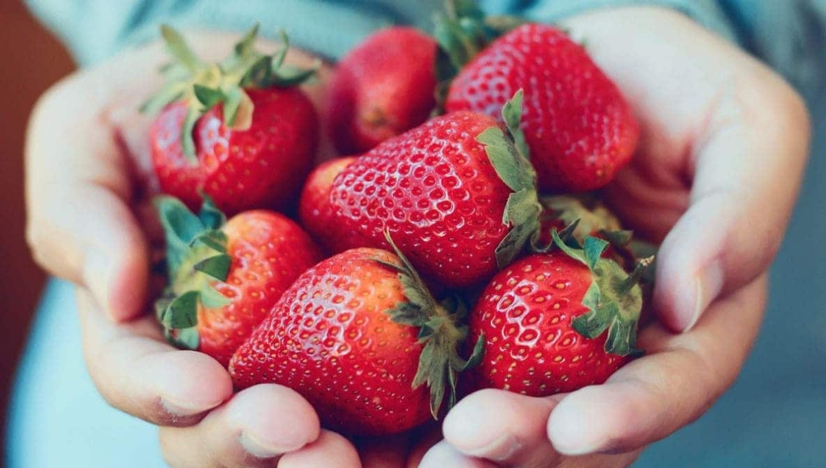 Atento al truco casero que hará que tus frutillas duren por más tiempo