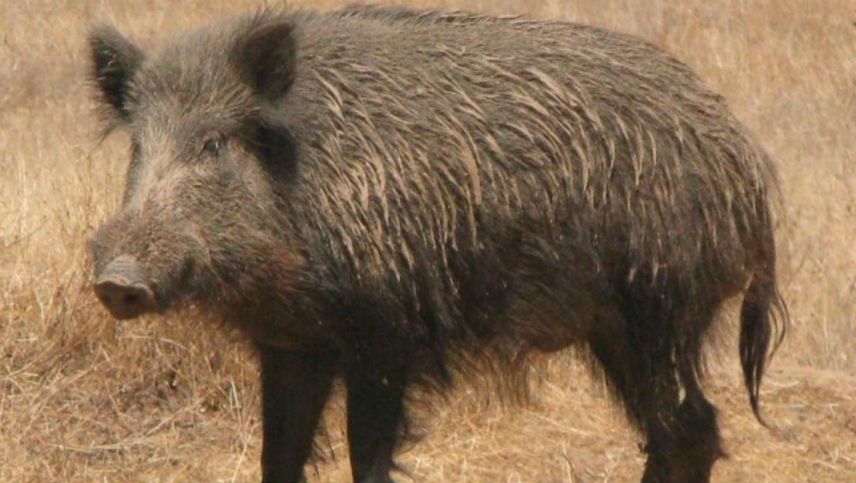Carneó un jabalí atropellado y contrajo triquinosis