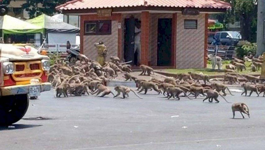 Cientos de monos invaden las calles en busca de comida y desatan la locura