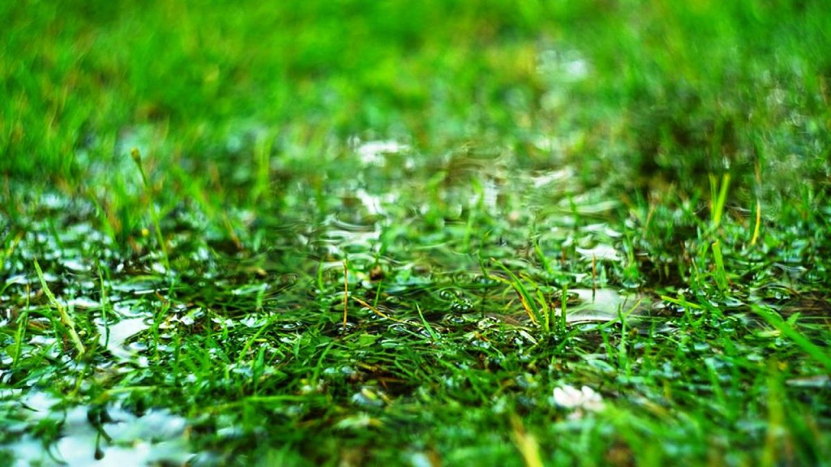El exceso de agua puede provocar mal olor en tu jardín. El exceso de agua puede provocar mal olor en tu jardín. 