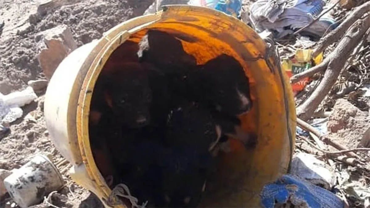 Los perritos fueron abandonados en un basural y los salvó una ONG