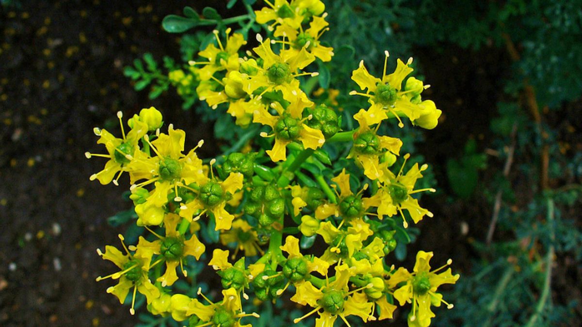 Qué significa plantar una ruda al sur del jardín de casa. Qué significa plantar una ruda al sur del jardín de casa.