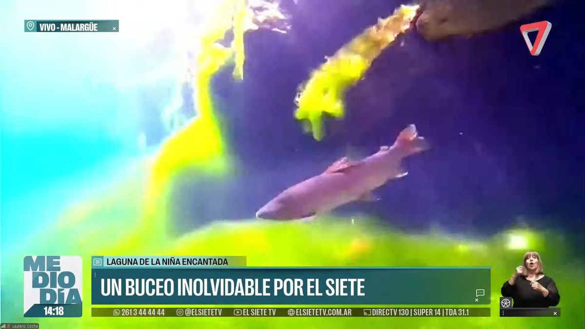 El buzo Alfredo Marinaro fue el guía de la experiencia. El buzo Alfredo Marinaro fue el guía de la experiencia.