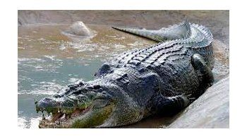 Faenaron un cocodrilo gigante y encontraron cosas increíbles