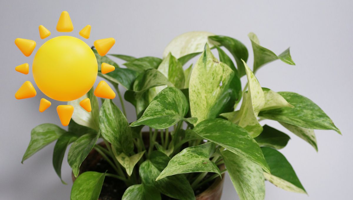 Las hojas quemadas por el sol no se pueden recuperar. Las hojas quemadas por el sol no se pueden recuperar.