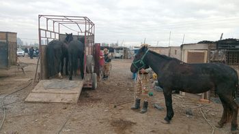 Recuperaron ocho caballos y secuestraron elementos para el faenamiento clandestino
