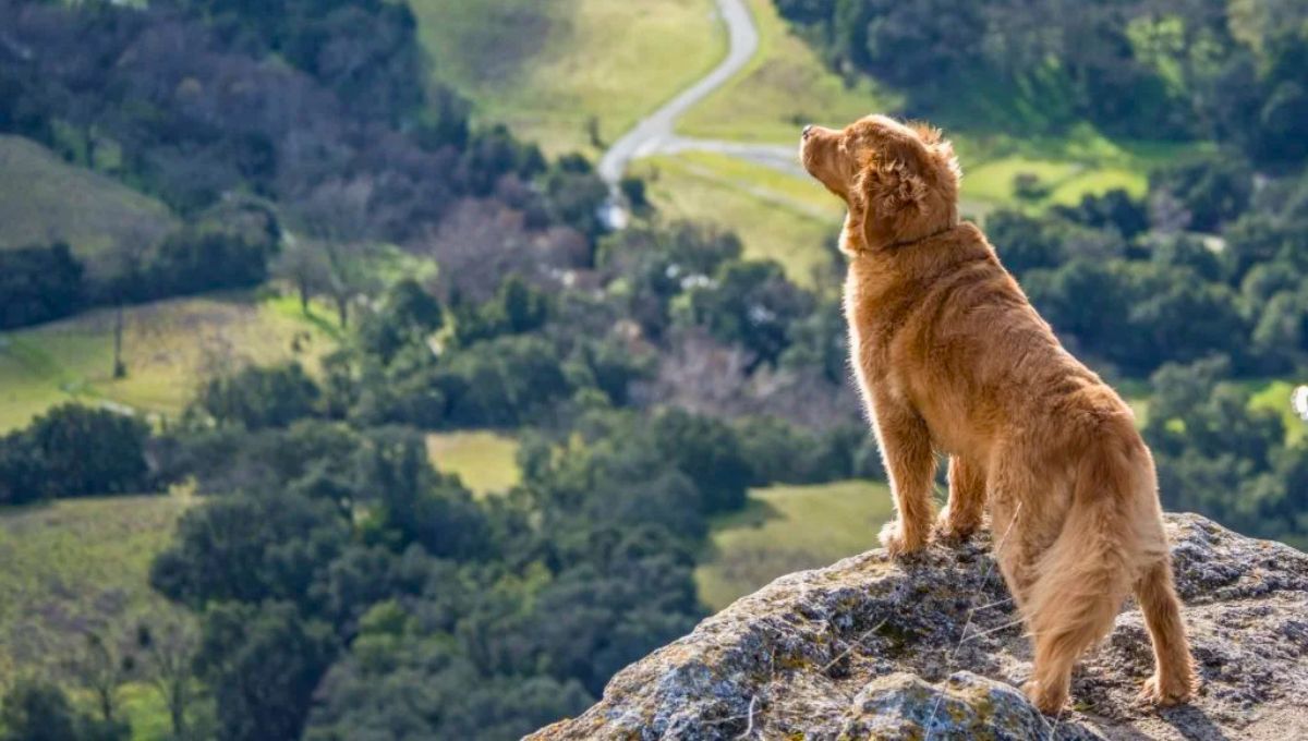 Qué significa que tu perro no responda por su nombre y cómo solucionar el problema