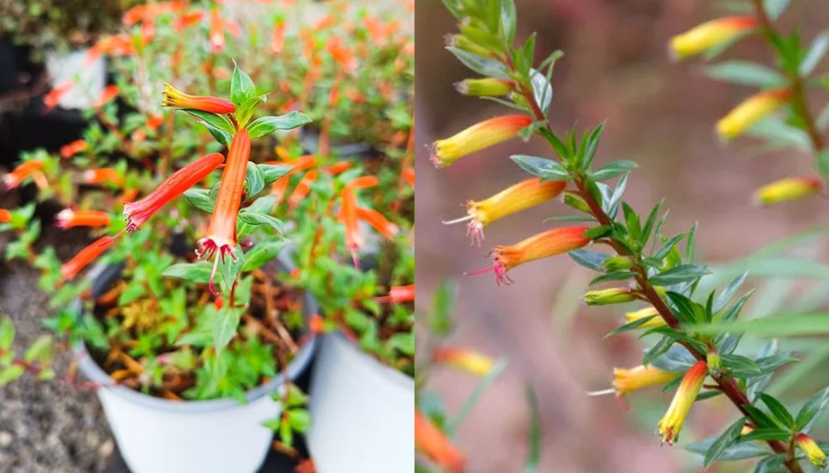 La planta trepadora que tiene flores coloridas y convierte el jardín en un paraíso