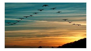 Así nos alertan las aves del cambio climático