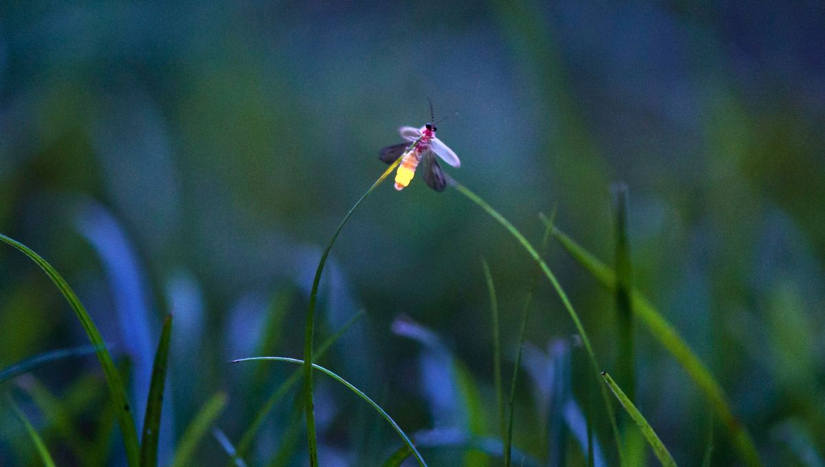Las luciérnagas habitan en bosques húmedos, praderas y zonas cercanas a cuerpos de agua, aunque en algunos hogares que cumplen estos requisitos suelen aparecerse. Las luciérnagas habitan en bosques húmedos, praderas y zonas cercanas a cuerpos de agua, aunque en algunos hogares que cumplen estos requisitos suelen aparecerse. 
