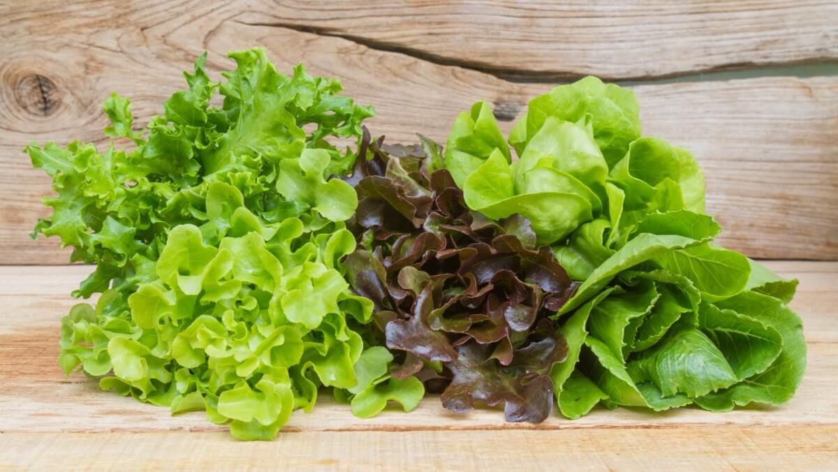 La lechuga tiene múltiples beneficios para la salud