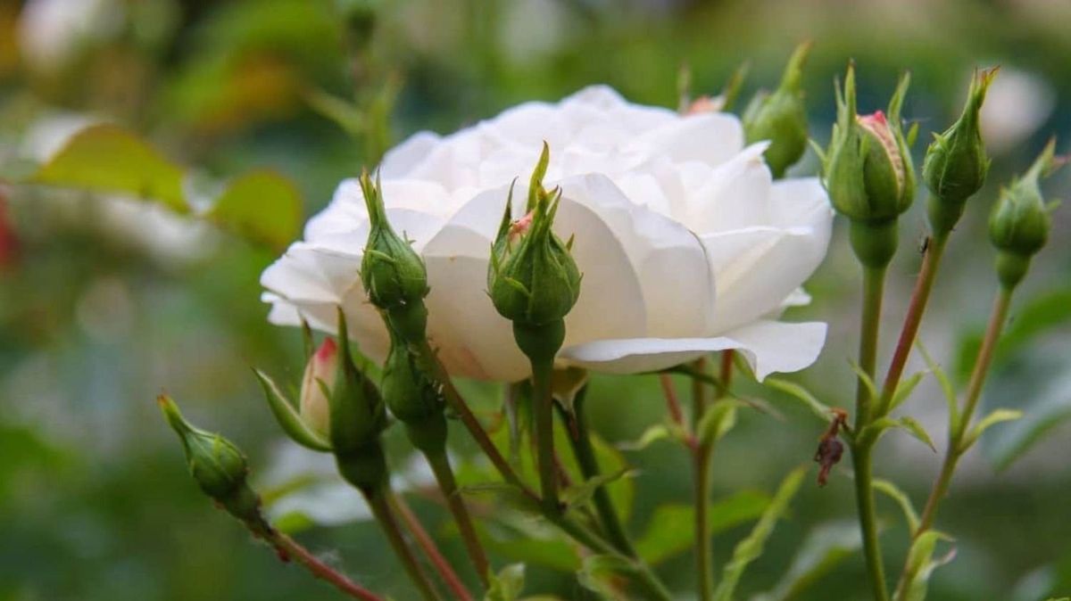 Transforma tu jardín en un paraíso de flores con esta planta trepadora. Imagen: Picture This