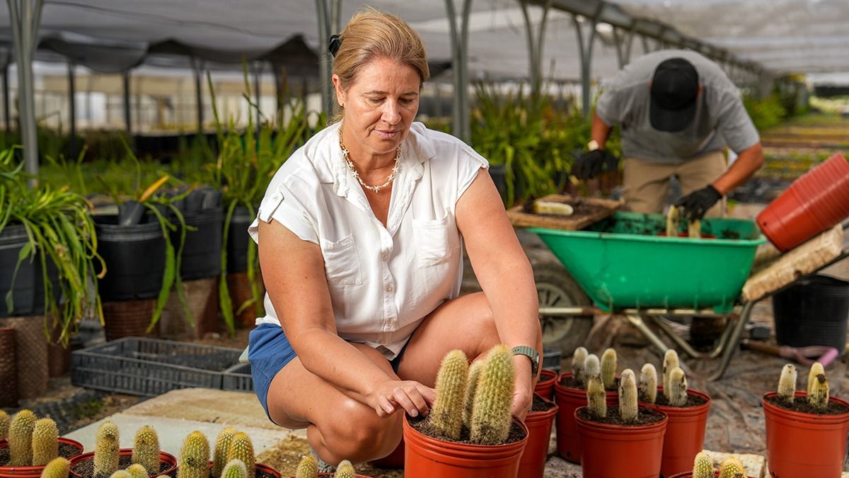 En su vivero Ana Paula tiene más de 800 ejemplares de cactus. En su vivero Ana Paula tiene más de 800 ejemplares de cactus.