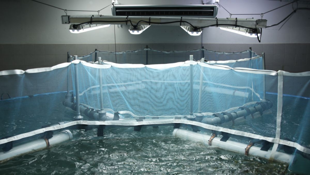Innovación científica nacional impulsa la acuicultura de especies premium en el país. Fuente: Gobierno de la República Argentina (argentina.gob.ar) Innovación científica nacional impulsa la acuicultura de especies premium en el país. Fuente: Gobierno de la República Argentina (argentina.gob.ar)