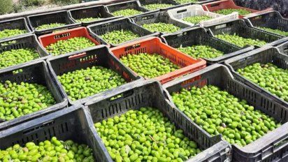El establecimiento clandestino acopiaba 1.600 kilos de aceitunas en 80 cajones.