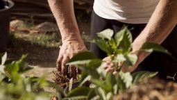 Estar en contacto con las plantas ayuda a&nbsp; combatir estados emocionales ansiosos.