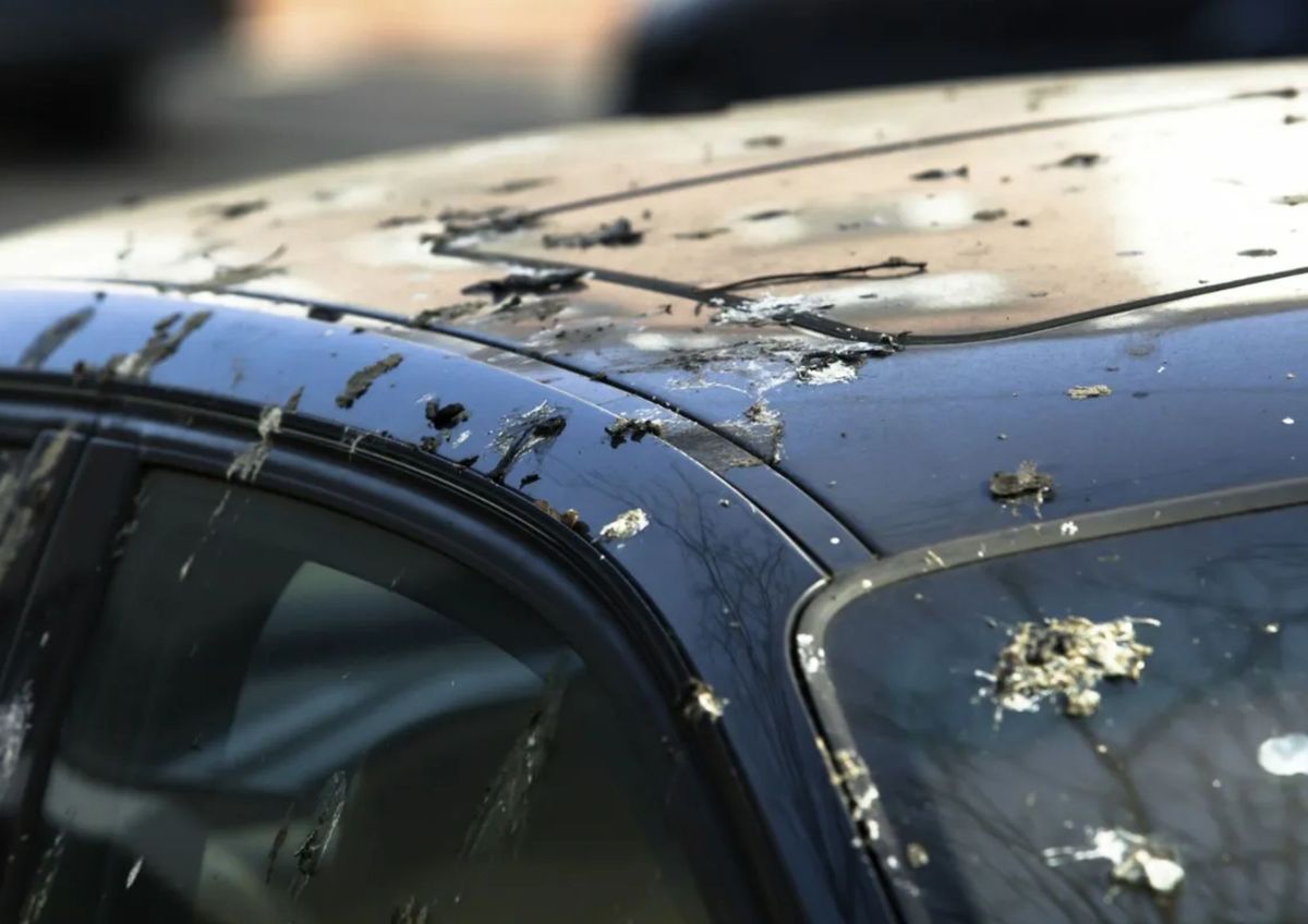 Cómo limpiar para siempre las manchas de excremento de palomas