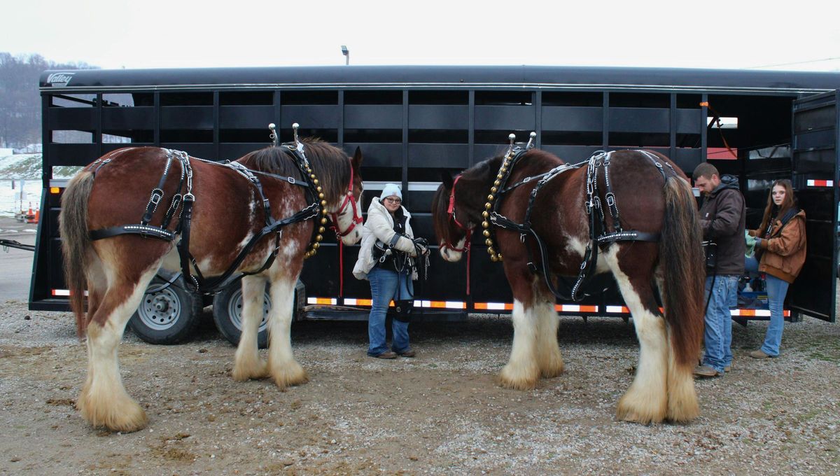 Antes eran utilizados para tracción. Con el correr de los años, las civilizaciones modernas lo empezaron a usar para llevar carruajes o para presentarlos en exposiciones. Antes eran utilizados para tracción. Con el correr de los años, las civilizaciones modernas lo empezaron a usar para llevar carruajes o para presentarlos en exposiciones.
