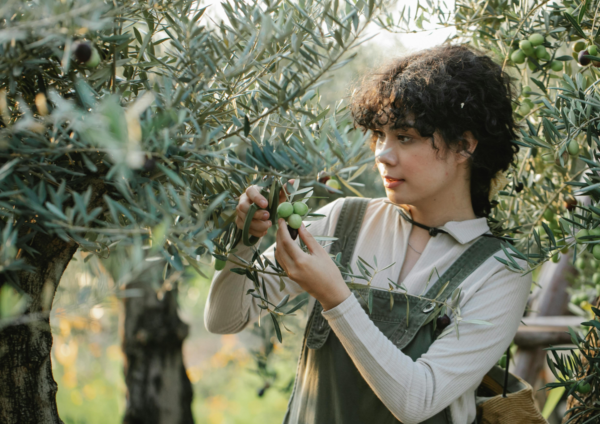 Un truco casero simple para reutilizar los carozos de aceitunas desechables&nbsp;