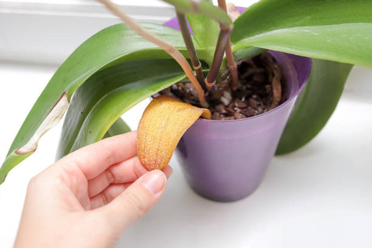 Esto es lo que tienes que hacer al momento de regar tus plantas de interior. Esto es lo que tienes que hacer al momento de regar tus plantas de interior.