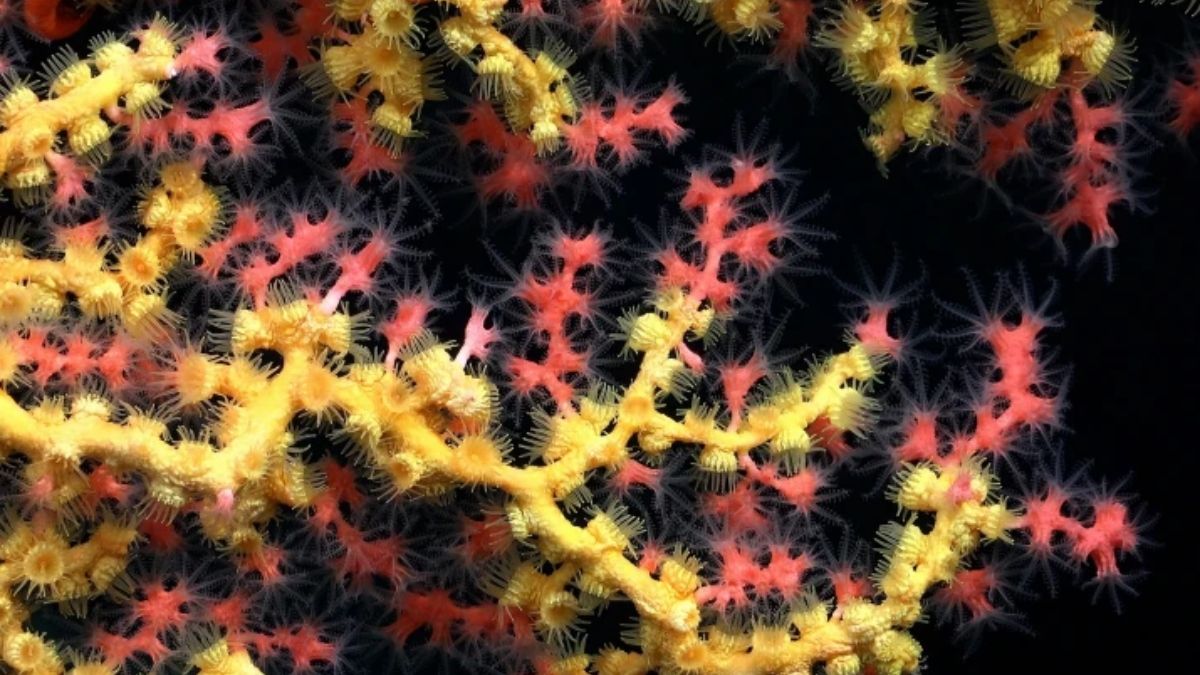 Corales chicle (Paragorgia.) cubiertos de coral amarillo (Parazoanthidae). Estas especies, que se encuentran en la dorsal de Nazca, son vulnerables a la pesca de arrastre. Más de 90 especies que habitan los montes subarinos de Nazca y Salas y Gómez están consideradas en peligro de extinción, casi amenazadas o vulnerables a la extinción (Imagen: ROV SuBastian / Schmidt Ocean Institute, CC BY NC SA) Corales chicle (Paragorgia.) cubiertos de coral amarillo (Parazoanthidae). Estas especies, que se encuentran en la dorsal de Nazca, son vulnerables a la pesca de arrastre. Más de 90 especies que habitan los montes subarinos de Nazca y Salas y Gómez están consideradas en peligro de extinción, casi amenazadas o vulnerables a la extinción (Imagen: ROV SuBastian / Schmidt Ocean Institute, CC BY NC SA)