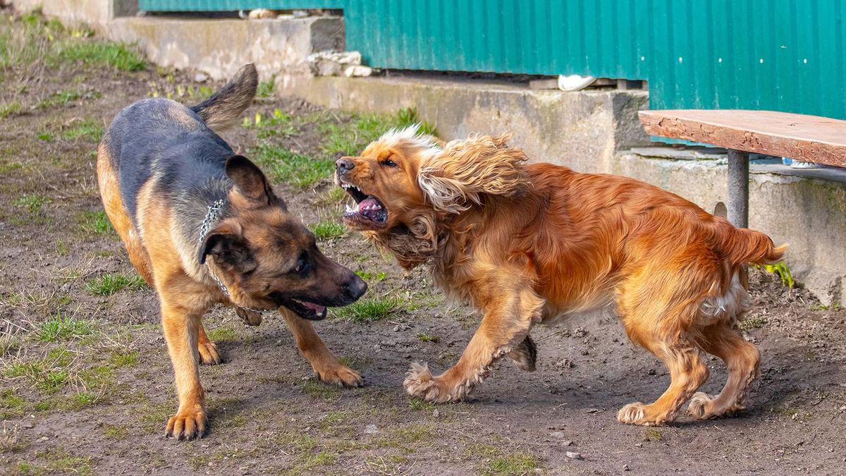 Las peleas entre los perros que conviven aparecen cuando ambos alcanzan su madurez. Las peleas entre los perros que conviven aparecen cuando ambos alcanzan su madurez.