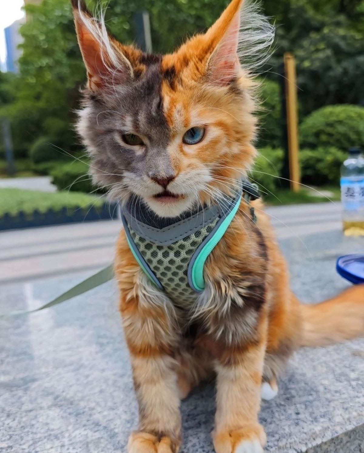 Recién despierto o en una actitud épica, el gato de dos colores es precioso. Recién despierto o en una actitud épica, el gato de dos colores es precioso.