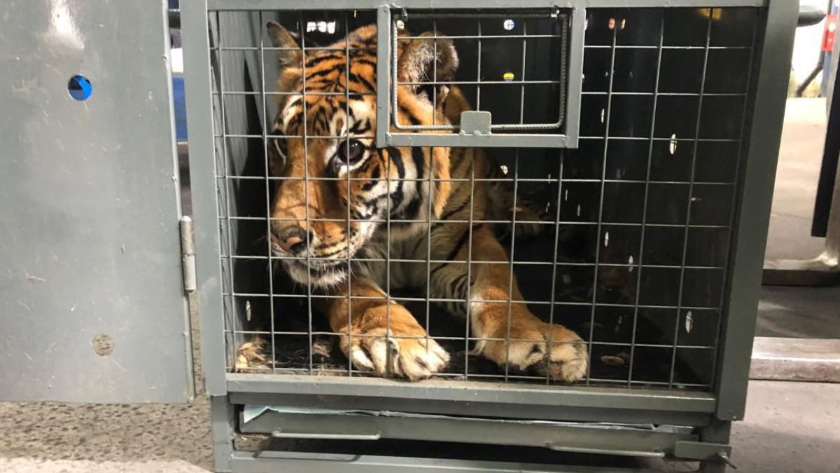 La tigresa Lucy vivirá en The WildCat Sanctuary