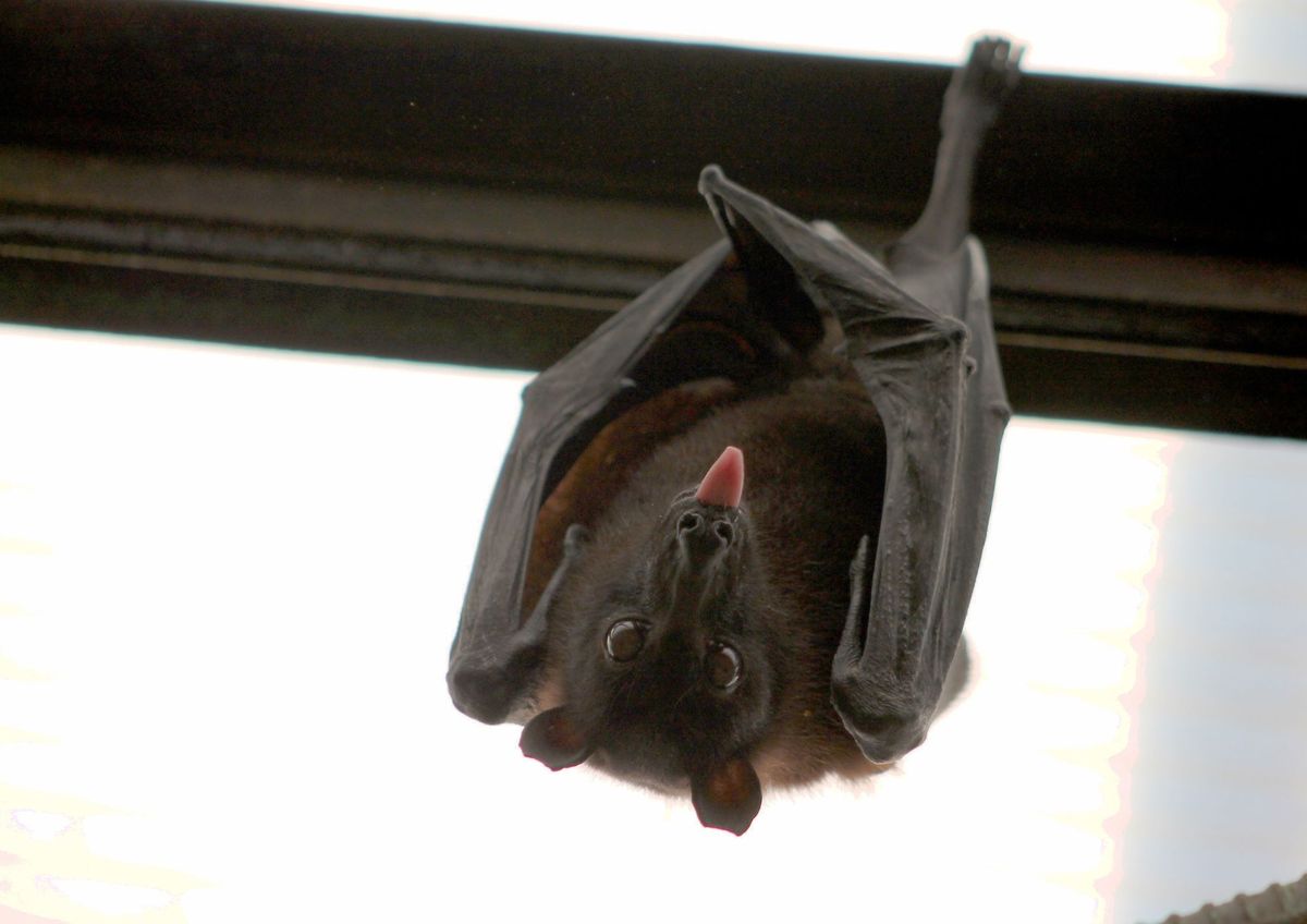 Qué debo hacer si aparece un murciélago en casa