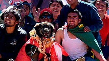Perro se convierte en celebridad en campaña contra Evo Morales