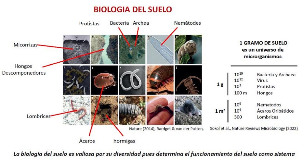 Imagen extraída de charla de Dr. Wall de los microorganismos nativos que podemos encontrar en el suelo. Imagen extraída de charla de Dr. Wall de los microorganismos nativos que podemos encontrar en el suelo.