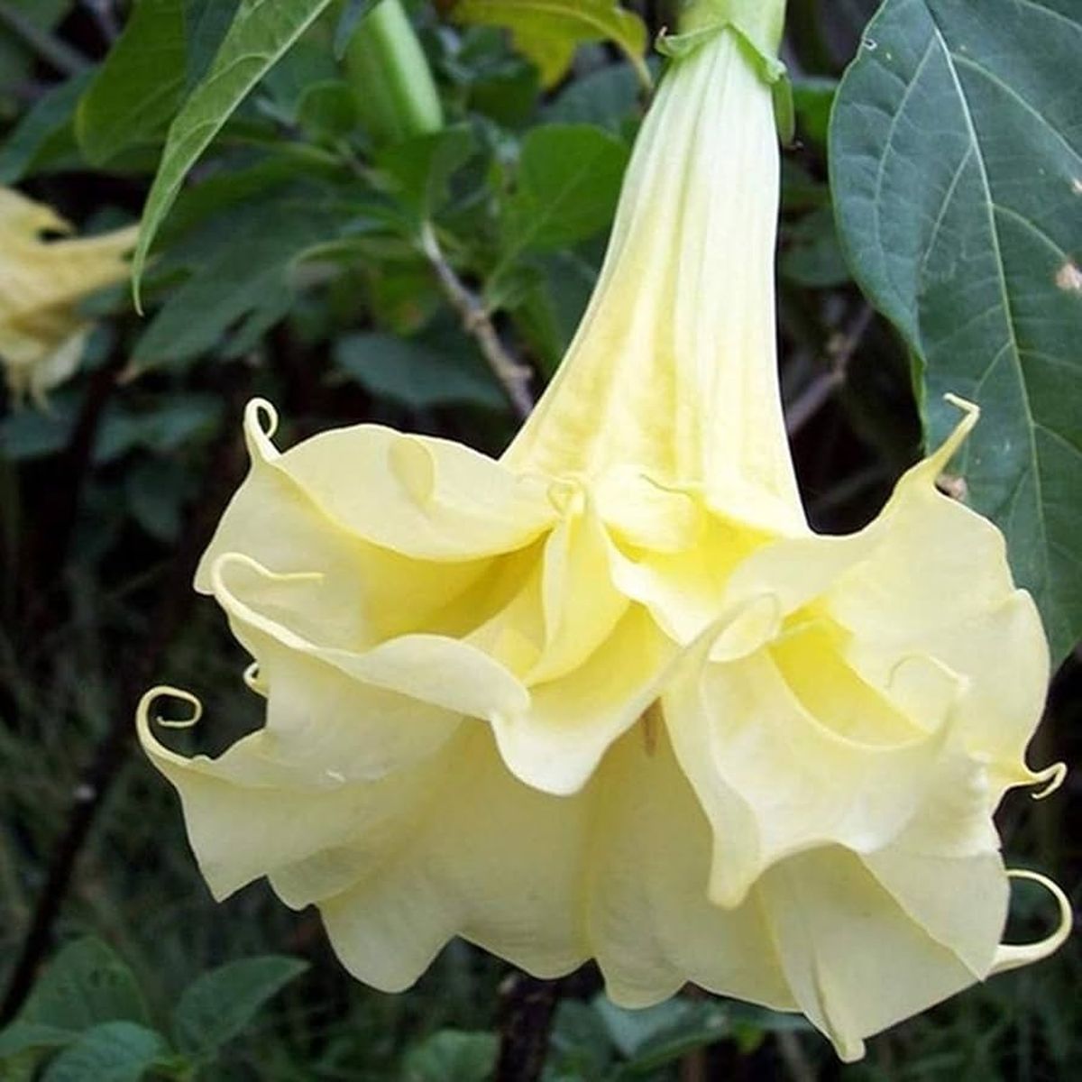 El estramonio es una planta que tiene flores con forma de trompeta. El estramonio es una planta que tiene flores con forma de trompeta.